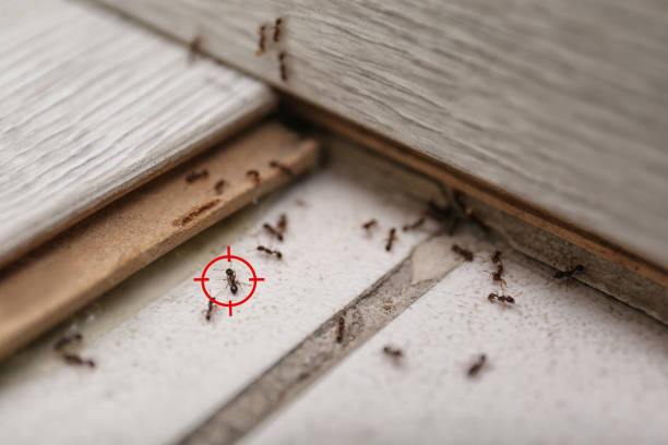 Best Wasp Removal Services  in Houston, MO